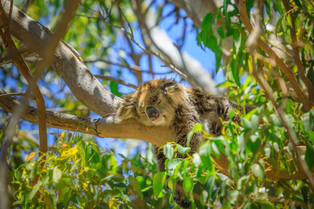 Koala Boardwalk Yanchep national park