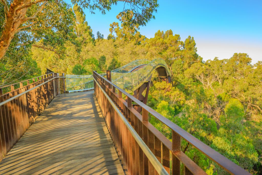 Glass bridge in Kings Park, Perth city, Western Australia. Sunny day, blue sky. Tree top walkway at Botanical garden, the most popular visitor destination in WA.